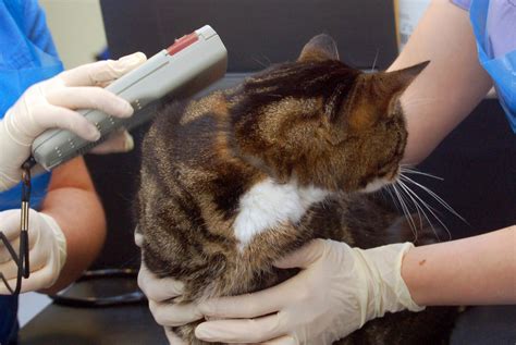 rfid chips in cats|cat microchip scan.